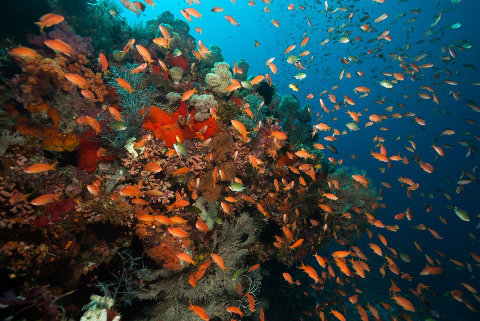 boat trips komodo island
