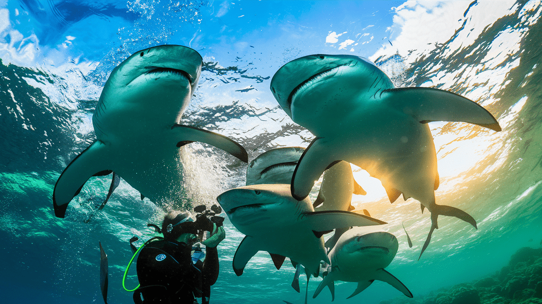 Dive With Hammerhead Sharks in Belongas Bay