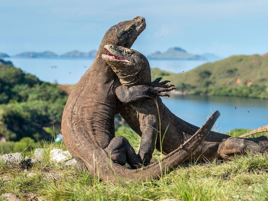 komodo dragons yacht trip from bali