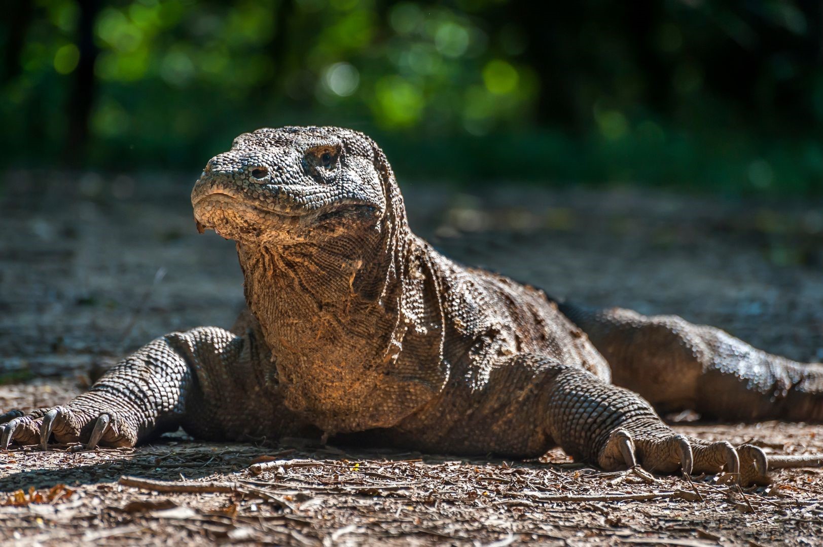 boat trips to komodo island