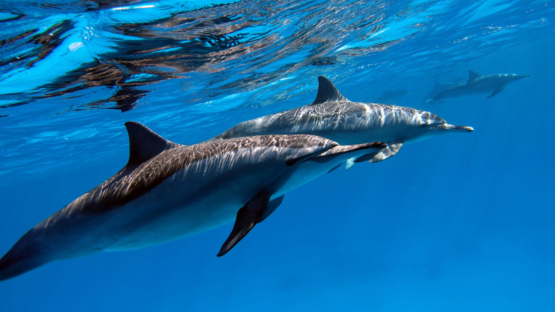 spinner dolphins nusa lembongan