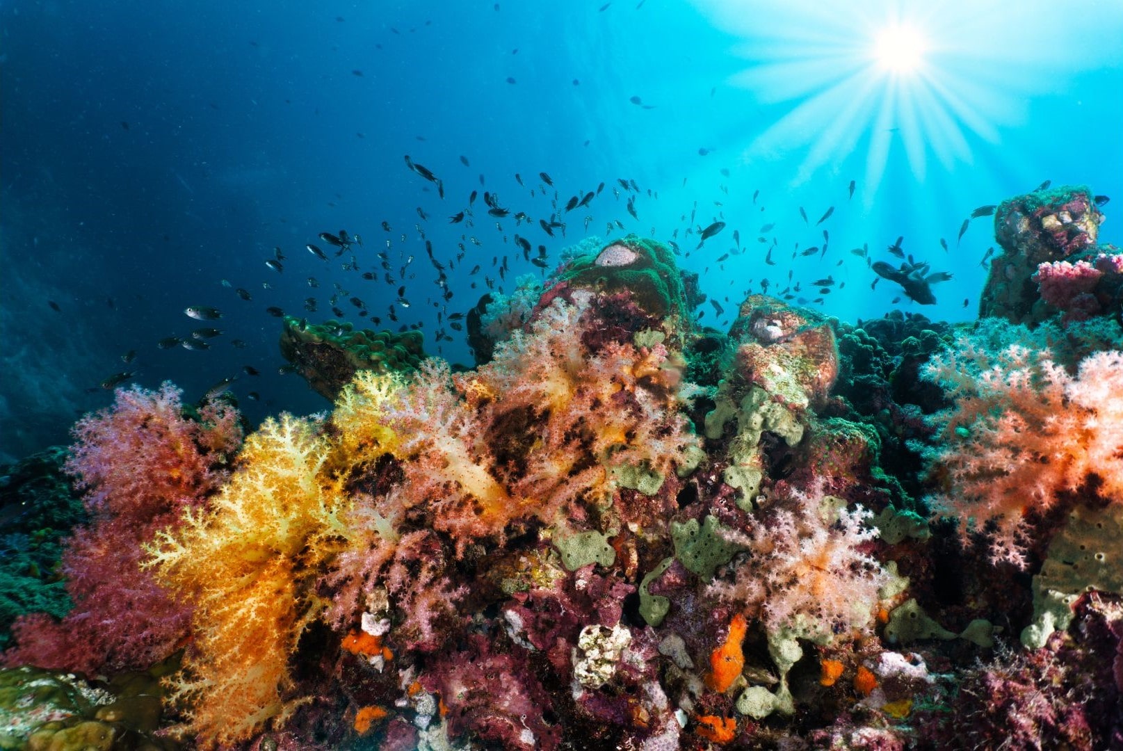 Toya Pakeh Snorkeling