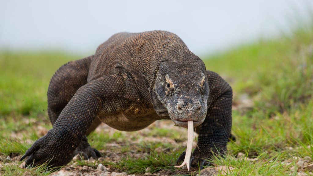 labuan bajo - komodo island